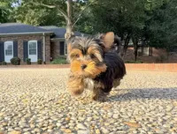 Rex, a male Yorkshire Terrier for sale in Newberry, SC – 2 of 3