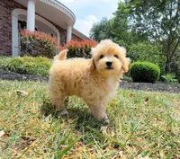 Dallas, a male Maltipoo for sale in Newberry, SC – 3 of 3