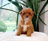 Petra, a female Cavapoo for sale in Newberry, SC – 3 of 3