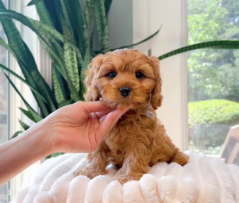 Cash – Cavapoo puppy for sale in Newberry, SC