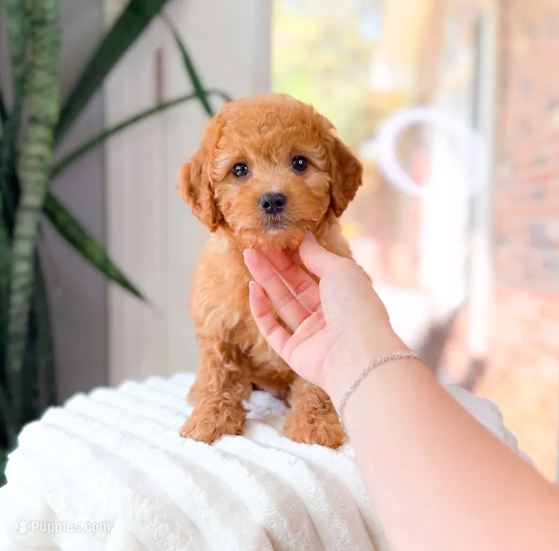 Xavier – Cavapoo puppy for sale in Newberry, SC