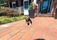 Joy, a female Yorkipoo for sale in Newberry, SC – 2 of 5