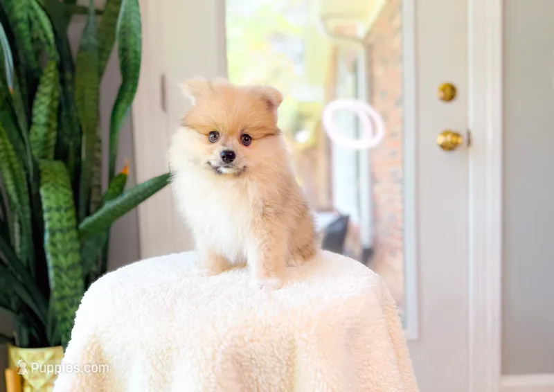 Russ – Pomeranian puppy for sale in Newberry, SC
