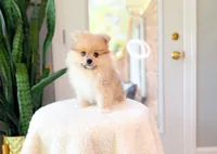 Russ, a male Pomeranian for sale in Newberry, SC – 1 of 5