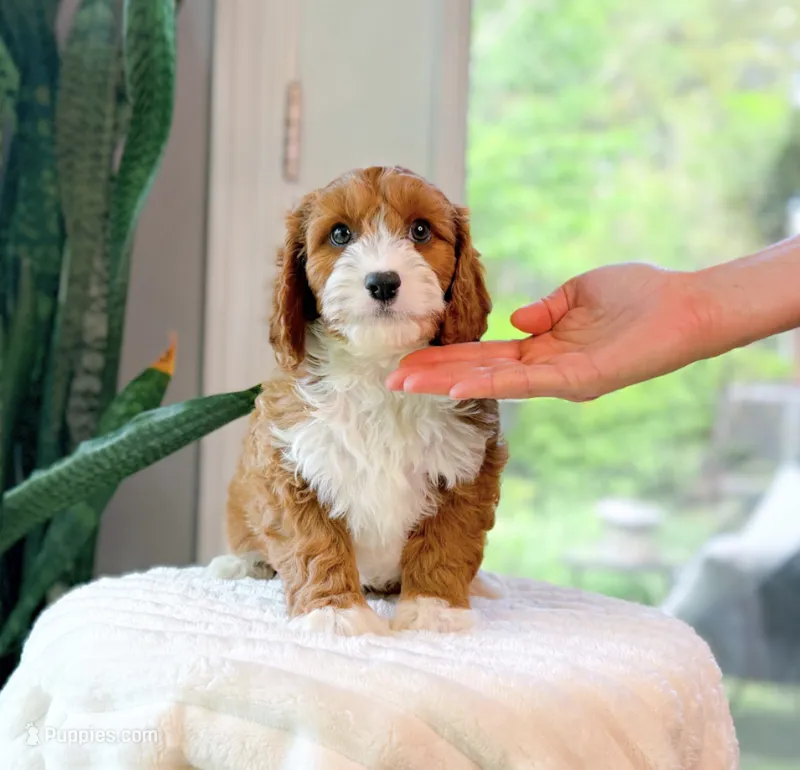 Steve – Cavapoo puppy for sale in Newberry, SC