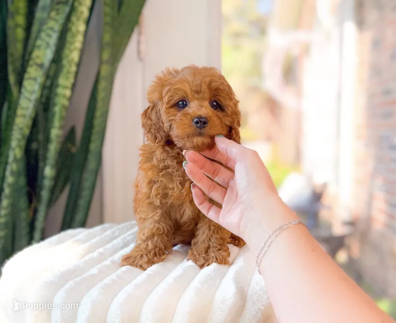 Garna – Cavapoo puppy for sale in Newberry, SC