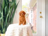 Jelly, a female Cavapoo for sale in Newberry, SC – 1 of 5
