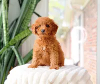Raven, a female Cavapoo for sale in Newberry, SC – 1 of 3