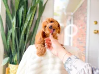 Fudge, a male Cavapoo for sale in Newberry, SC – 3 of 5