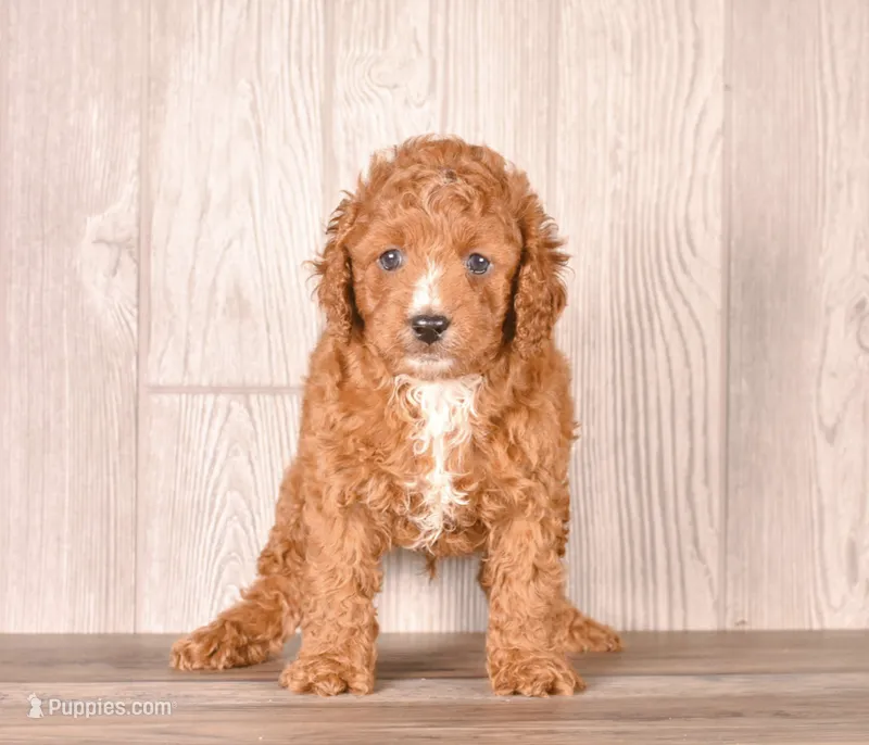 Gabe – Cavapoo puppy for sale in Newberry, SC