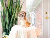 Bianca, a female Shichon for sale in Newberry, SC – 3 of 5