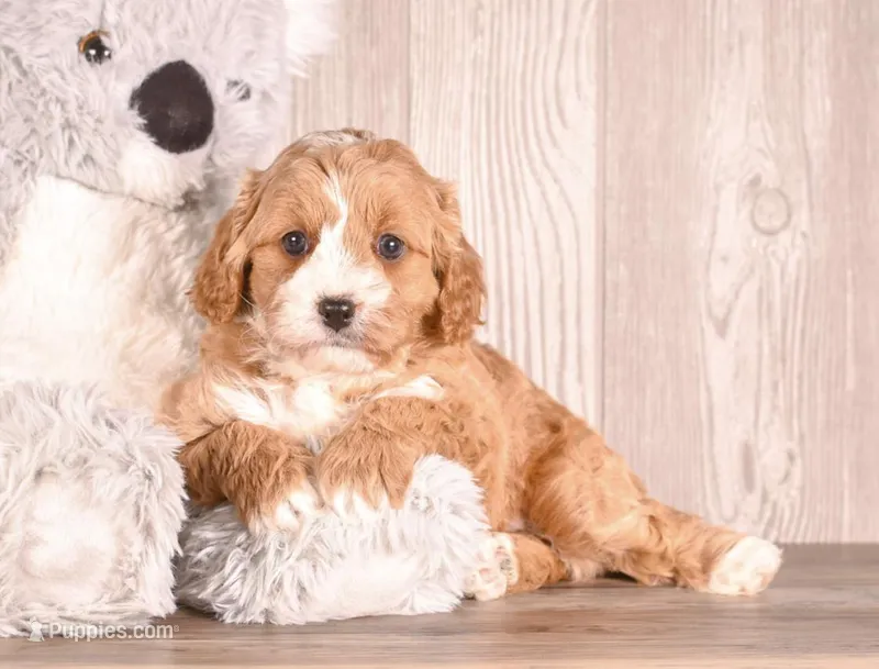 Derby – Cavapoo puppy for sale in Newberry, SC