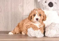Derby, a female Cavapoo for sale in Newberry, SC – Photo 2 of 3