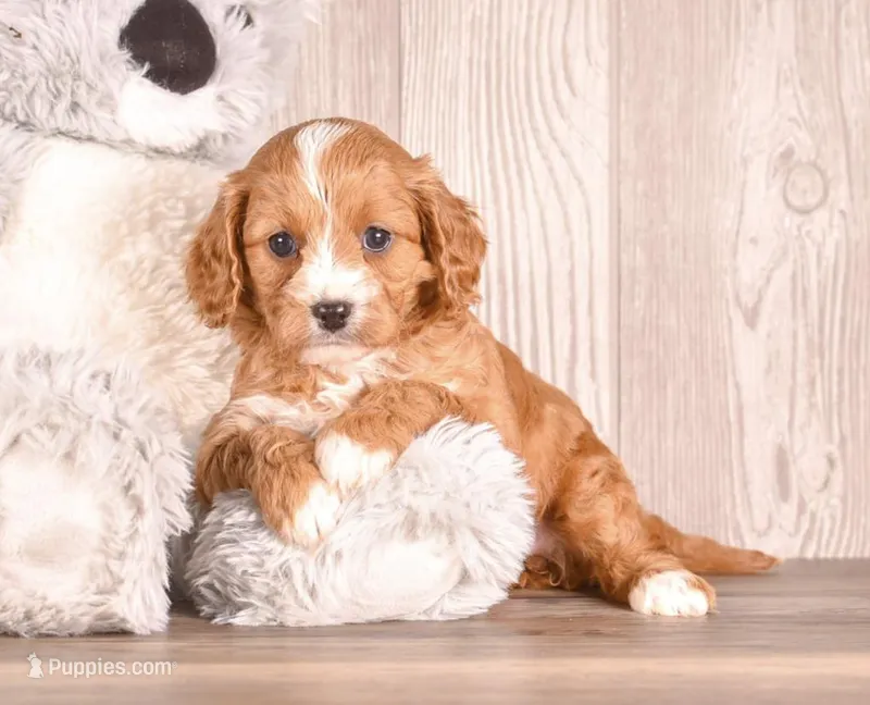 Darci – Cavapoo puppy for sale in Newberry, SC