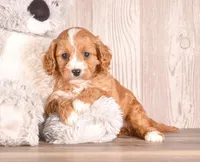 Darci, a female Cavapoo for sale in Newberry, SC – Photo 1 of 3