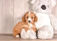 Darci, a female Cavapoo for sale in Newberry, SC – Photo 3 of 3