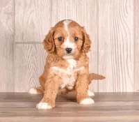 Darci, a female Cavapoo for sale in Newberry, SC – Photo 2 of 3