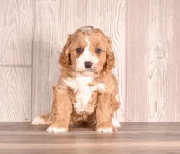 Derby, a female Cavapoo for sale in Newberry, SC – Photo 3 of 3