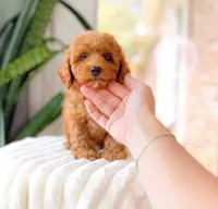 Rocky, a male Cavapoo for sale in Newberry, SC – 3 of 3