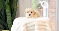 Dakotah, a female Maltipoo for sale in Newberry, SC – 2 of 2