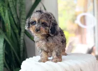 Hudson, a male Cavapoo for sale in Newberry, SC – 3 of 3