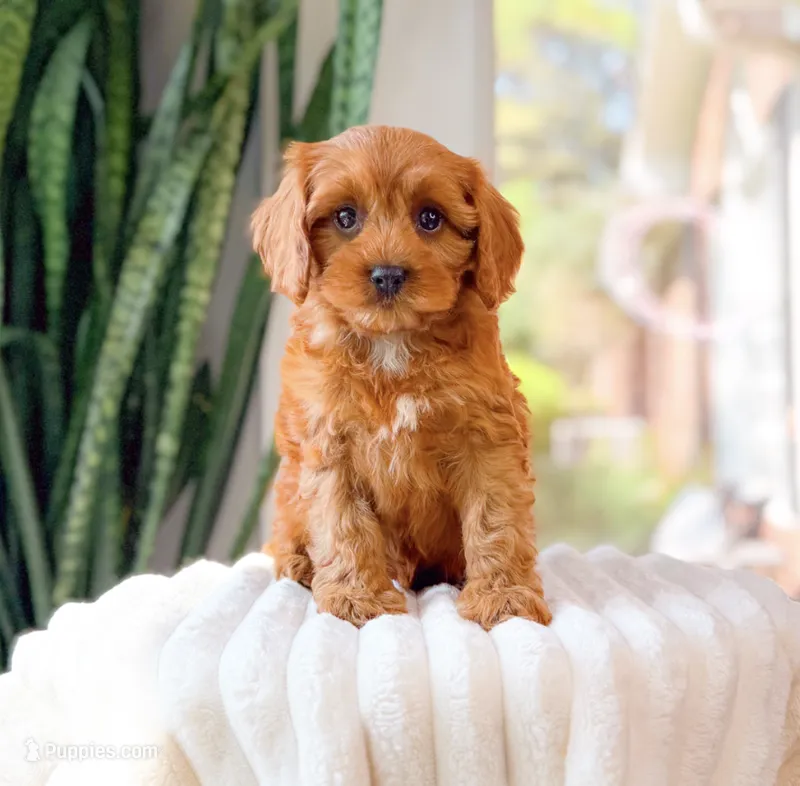 Sephora – Cavapoo puppy for sale in Newberry, SC