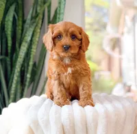 Sephora, a female Cavapoo for sale in Newberry, SC – 1 of 3