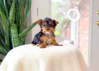 Nova, a female Yorkshire Terrier for sale in Newberry, SC – 3 of 4
