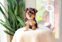 Nyla, a female Yorkshire Terrier for sale in Newberry, SC – 4 of 4