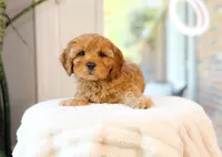 Camden, a male Cavapoo for sale in Newberry, SC – 3 of 3