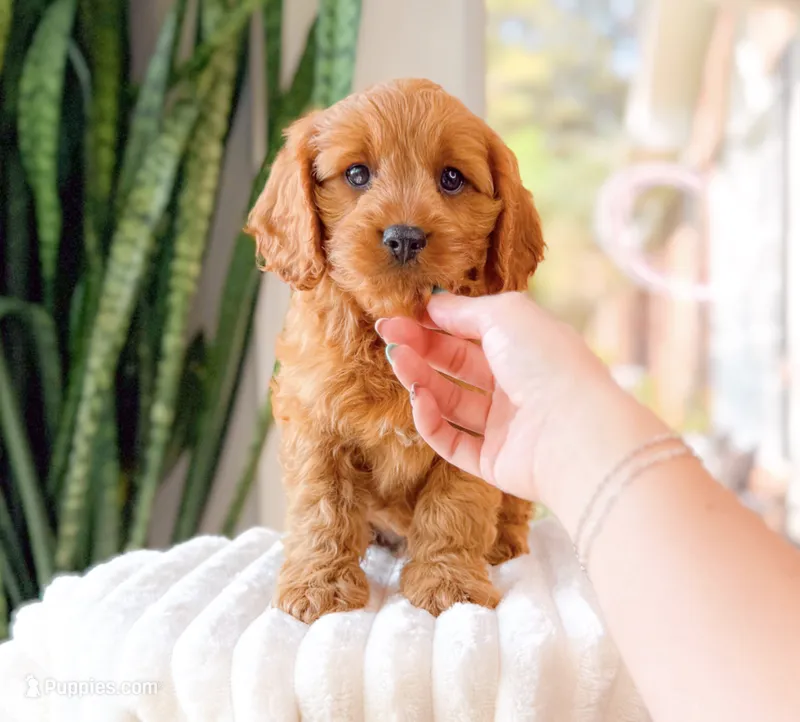 Shepherd – Cavapoo puppy for sale in Newberry, SC
