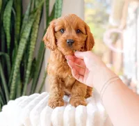 Shepherd, a male Cavapoo for sale in Newberry, SC – 1 of 3