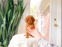 Jelly, a female Cavapoo for sale in Newberry, SC – 2 of 5