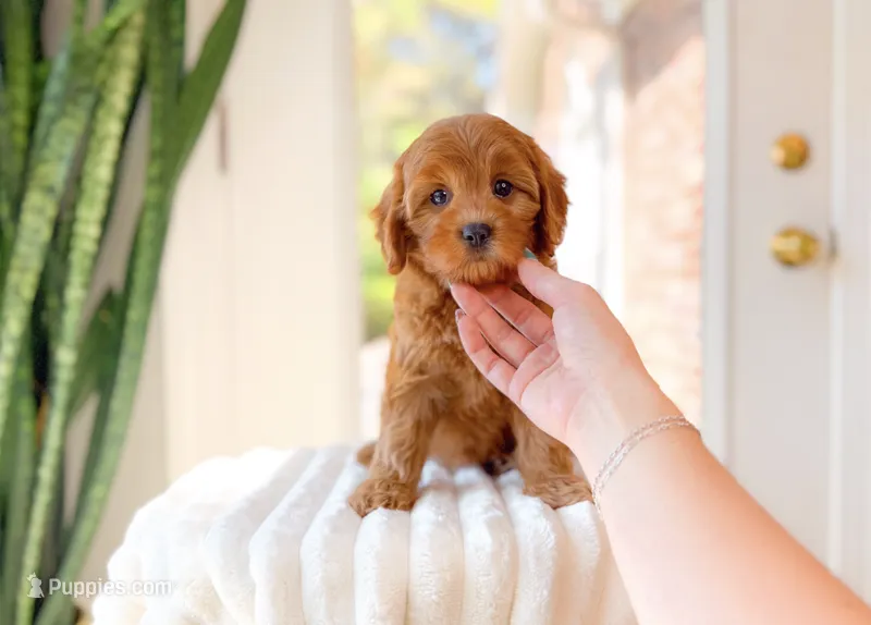 Apple – Cavapoo puppy for sale in Newberry, SC