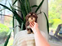 Gomez, a male Havapoo for sale in Newberry, SC – 4 of 5