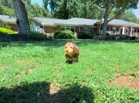 Jason, a male Yorkipoo for sale in Newberry, SC – 2 of 5