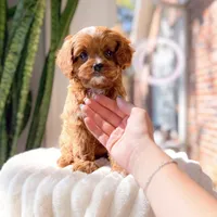 Cupcake, a female Cavapoo for sale in Newberry, SC – 3 of 3