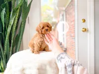Juice, a male Cavapoo for sale in Newberry, SC – 4 of 5