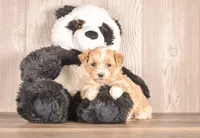 processed/82acb6b3-8ca3-4859-bae8-73171aaadc5b/listing/9921115e-babb-49ca-a34f-5262e81e2570/2ce1b3cc-5526-4ae0-9a5d-beb114e0f72d