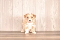 processed/82acb6b3-8ca3-4859-bae8-73171aaadc5b/listing/9921115e-babb-49ca-a34f-5262e81e2570/57f77f03-dca2-4802-b35e-908128f52c39