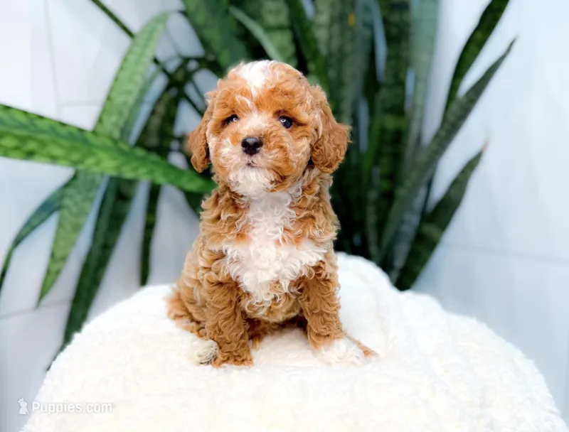 Fennington – Poodle - Miniature  puppy for sale in Newberry, SC