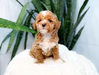 Fennington, a male Poodle - Miniature  for sale in Newberry, SC – 1 of 3