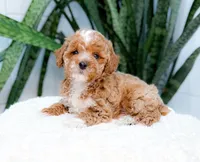 Fennington, a male Poodle - Miniature  for sale in Newberry, SC – 3 of 3