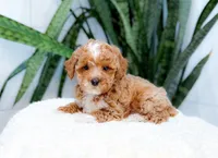 Fennington, a male Poodle - Miniature  for sale in Newberry, SC – 2 of 3