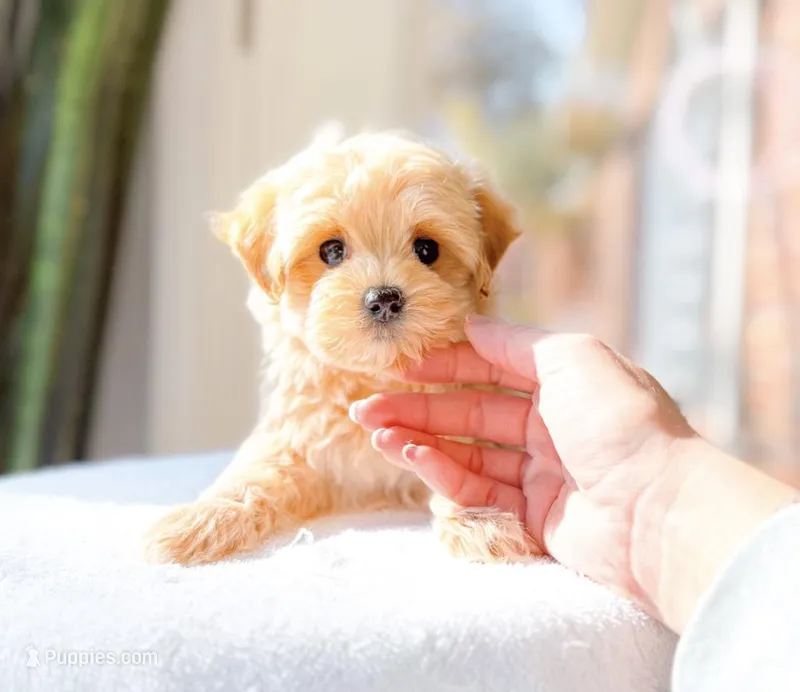 Mercedes – Maltipoo puppy for sale in Newberry, SC