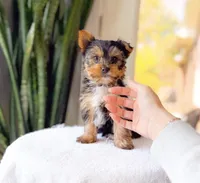 Taz, a male Yorkshire Terrier for sale in Newberry, SC – Photo 2 of 3