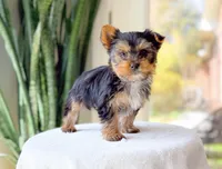 Taz, a male Yorkshire Terrier for sale in Newberry, SC – Photo 1 of 3