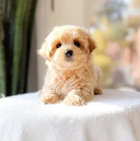 Mercedes, a female Maltipoo for sale in Newberry, SC – Photo 2 of 3