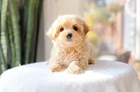 Mercedes, a female Maltipoo for sale in Newberry, SC – Photo 3 of 3