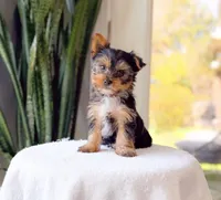 Taz, a male Yorkshire Terrier for sale in Newberry, SC – Photo 3 of 3